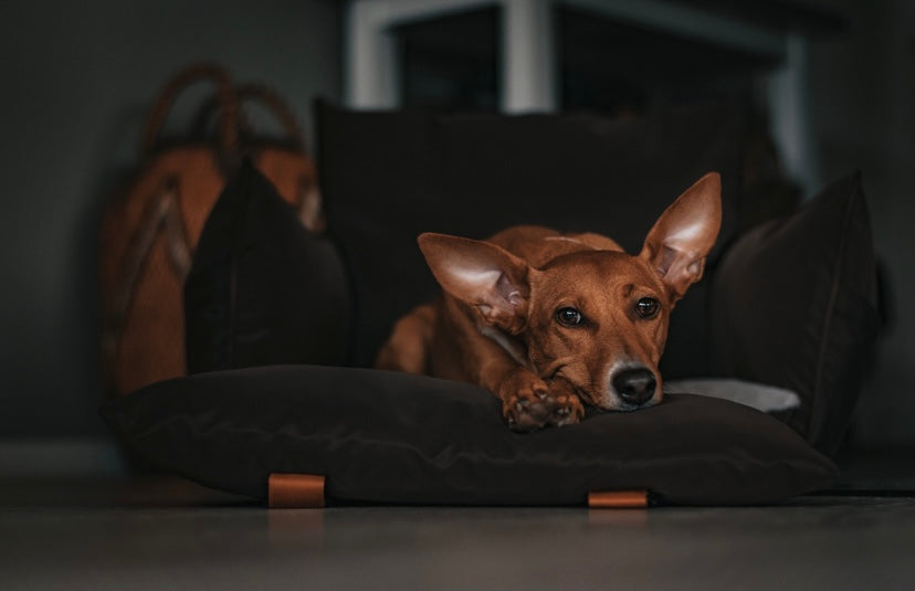 Luxury Dog Seat